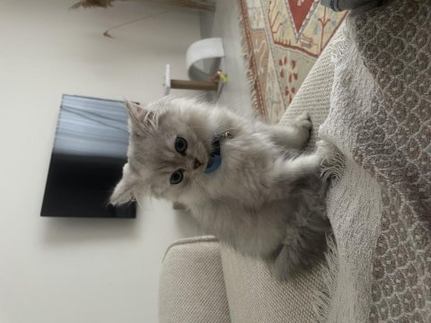3.5 aylık erkek british longhair