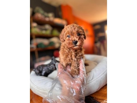 Safkan poodle yavru köpekler