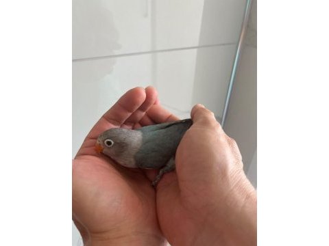 Yeme düşmüş cennet papağanı