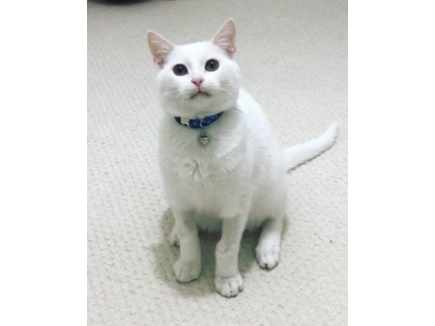 Şanslı ya yeni şans olun kedim