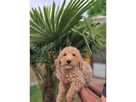 Muhteşem dev poodle bebekleri