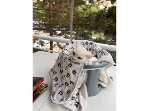 British shorthair ücretsiz