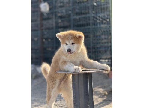 Orijinal akita kırma filan değildir