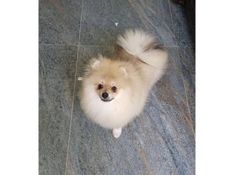 Pomeranian boo orijinal ayı uygun