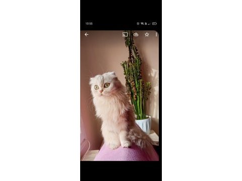 Scottish fold longhair