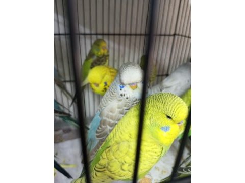 Jumbo muhabbet kuşu bayram şekerleri maşallah