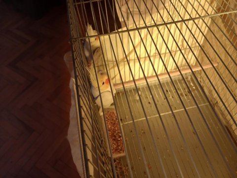 Sultan papağanı takım