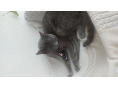 Russian blue ve british longhair kırma yavrular