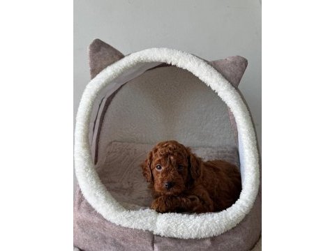 Safkan ırk garantili poodle bebekler