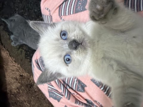 British shorthair cinsi