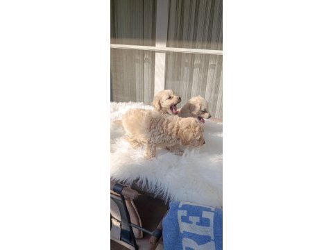A kalite maltipoo bebekler