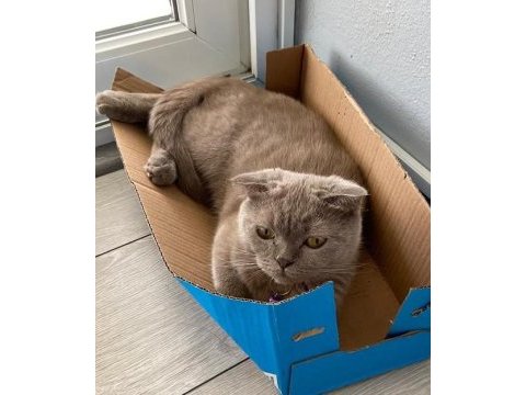 2 yaşında uysal dişi scottish fold kedimiz