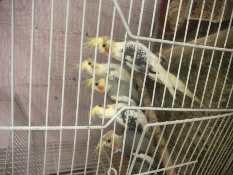 Ev üretimi eğitime açık evcil sultan papağanlar