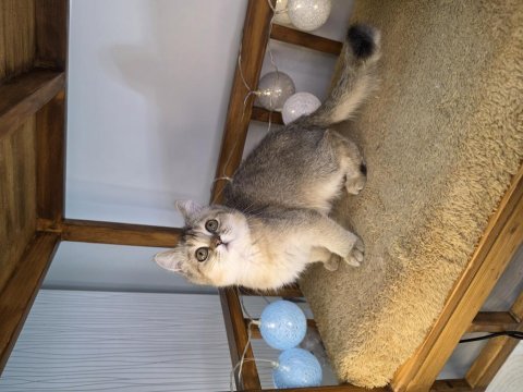 Güzel british shorthair kızım yeni ailesini arıyor