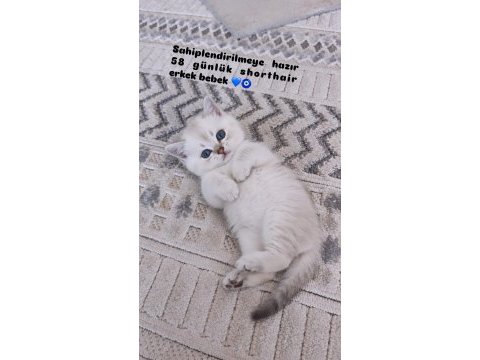 55 günlük erkek british shorthair