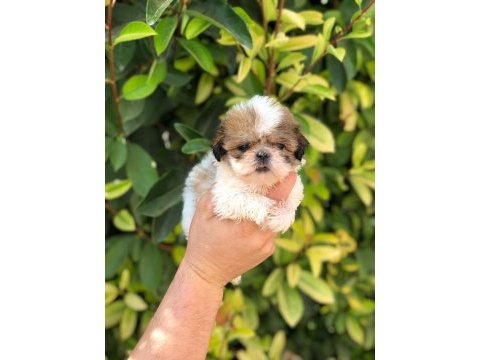 Sıfır boy biblo shih tzu yavrularım