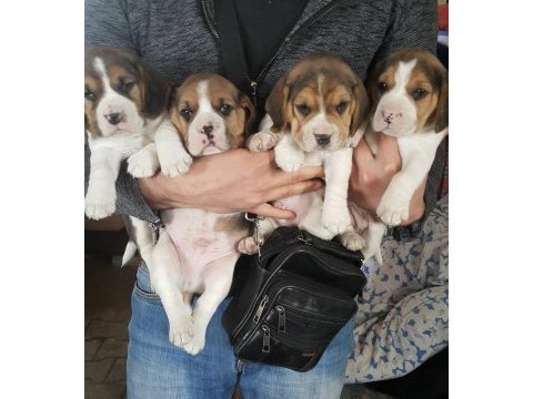 A klas beagle yavruları