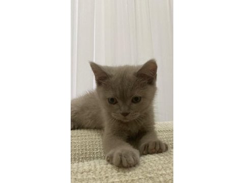 British shorthair kedimizi sahiplendiriyoruz