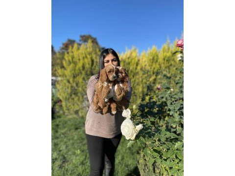 Safkan maltipoo yavrularım