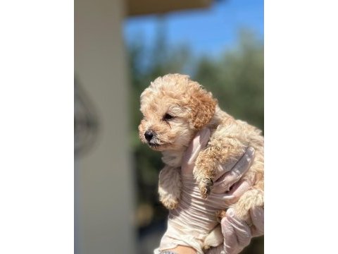 Erkek orijinal toy poodle