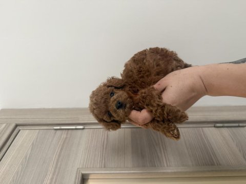 Dişi ve erkek kore korekan poodle yavrularım