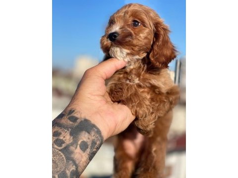 Maltipoo yavru