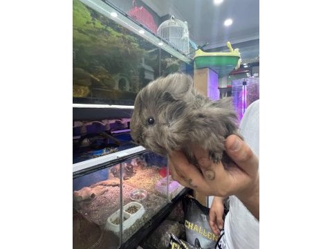 Prehistoricpets garantisi ile guinea pig