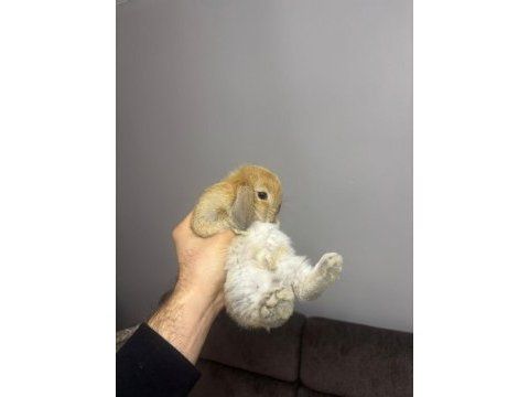 Hollanda lop tavşanı
