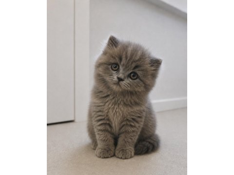 British longhair peluş oyuncak bebeğim