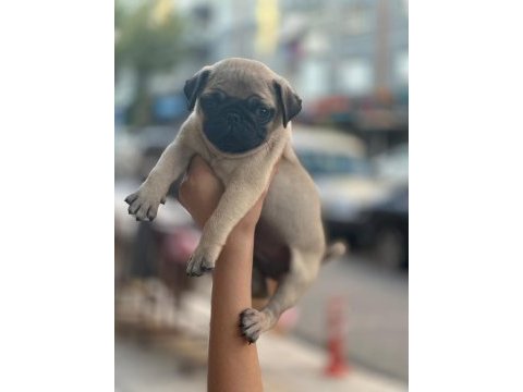 Gül kuyruk pug yavrular her yere gönderilir 