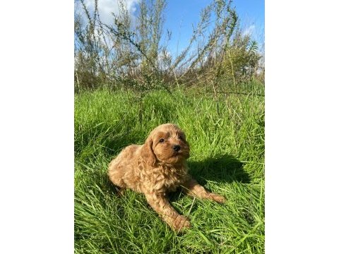 2 aylık cockapoo