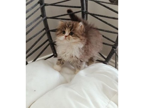 Point longhair bebeğim