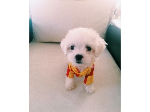 Orjinal safkan teacup kore maltese terrier