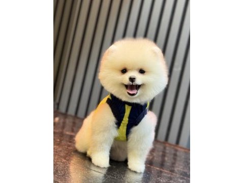 Gülen yüz ayı surat erkek pomeranian boo