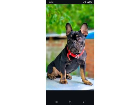 Dişi french bulldog izmir karşıyaka