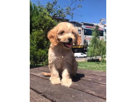 En microsu en özeli benim olsun isteyenlere poodle