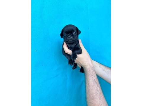 Pink ve siyah dişi erkek pug yavrularımız