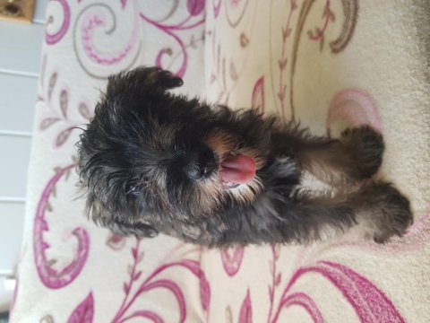 Minyatür schnauzer secereli