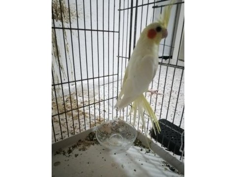 Çift sultan papağanları