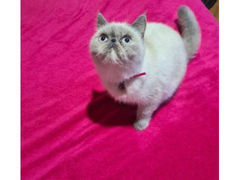 Exotic blue point dişi british shorthair
