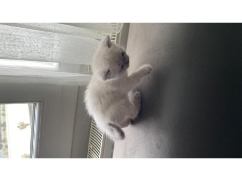 British longhair blue point