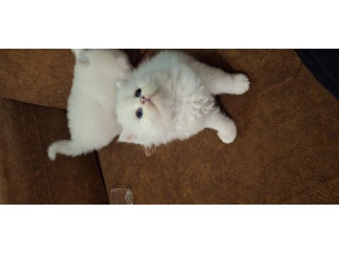 Safkan british longhair yavru