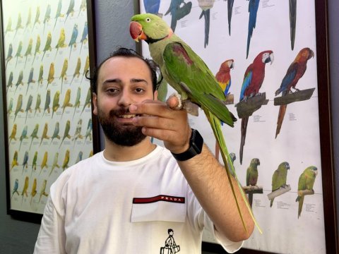 Evcil konuşan halkalı alexander iskender papağanı