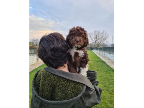 Mantar avcısı lagotto romagnolo yavrular