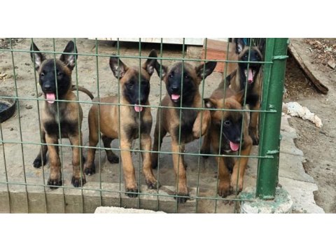 Belçika malinois belçika kurdu