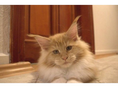 İlloai ve arthur maine coon yavruları hepsi şampiyon adayı