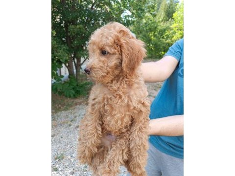 3 aylık erkek poodle yavru bakımlı ve tuvalet eğitimli