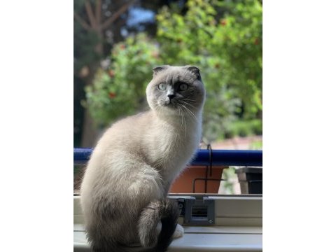 3 yasında scottish fold blue point