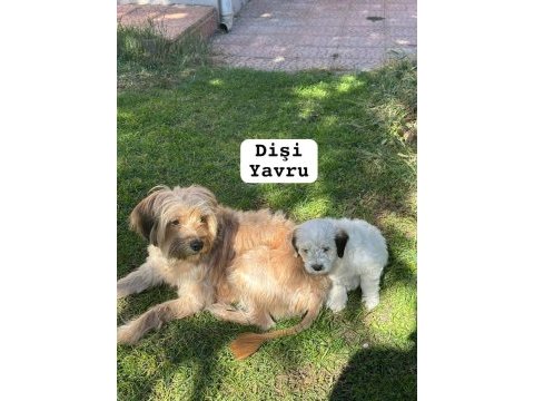 58 günlük terrier yavrular gaziantep