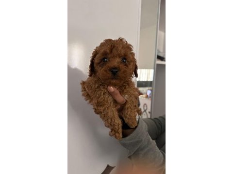 Toy poodle bebekleri 3 aylık